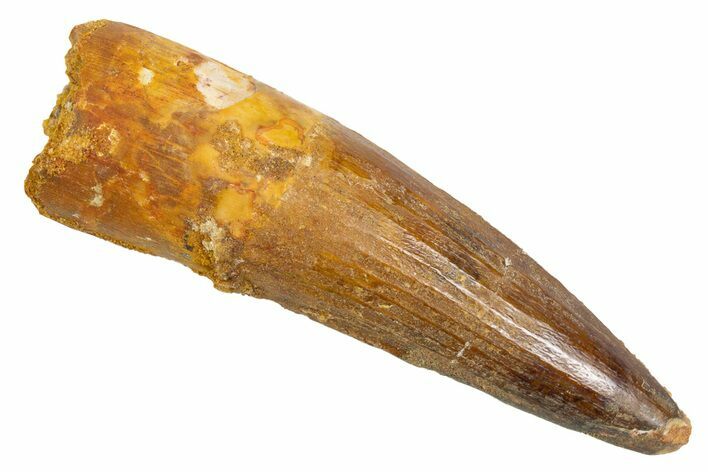 Fossil Spinosaurus Tooth - Real Dinosaur Tooth #305771